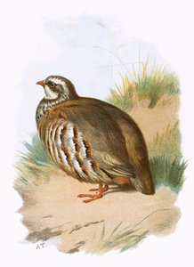 Red-legged Partridge